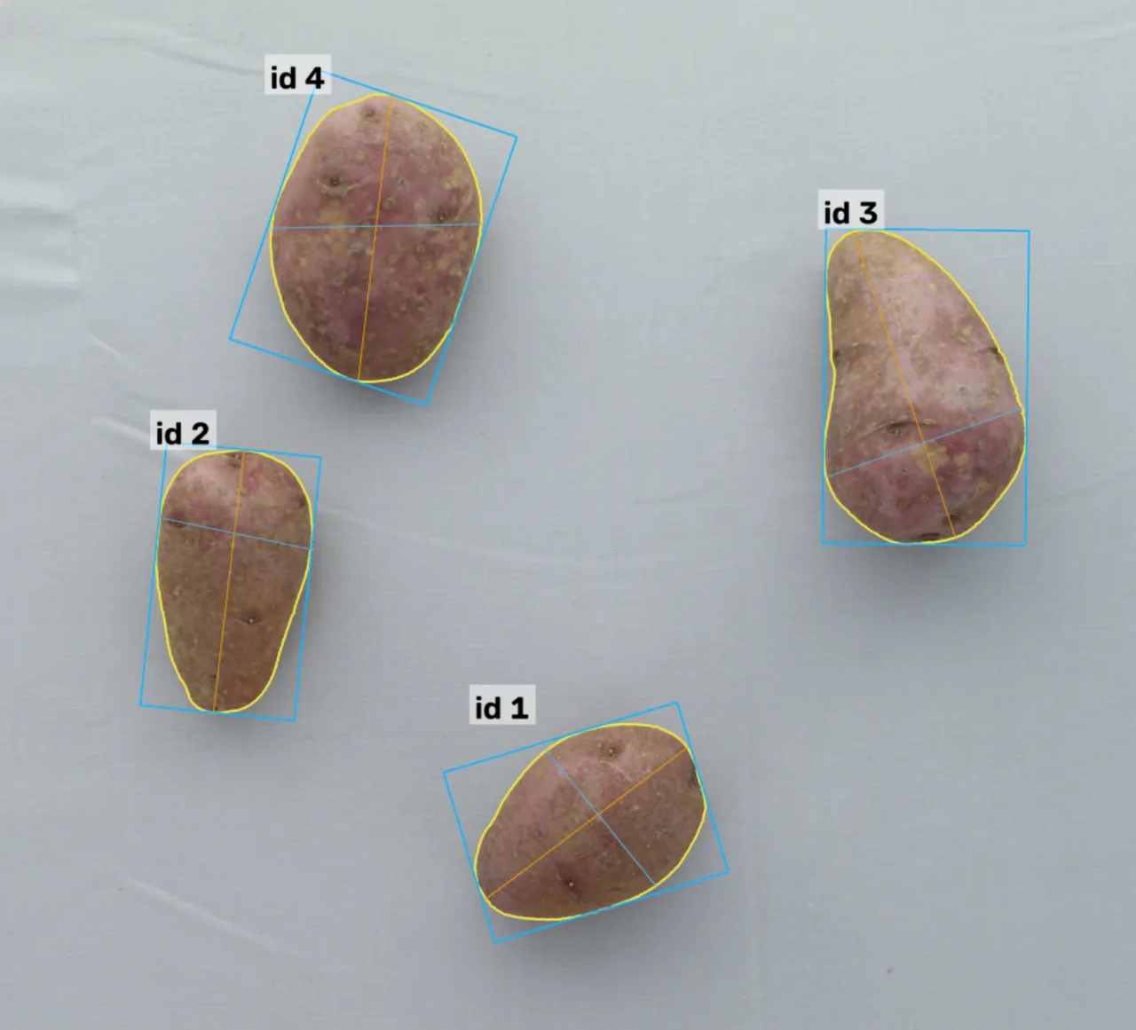 Potato - Morphological analysis