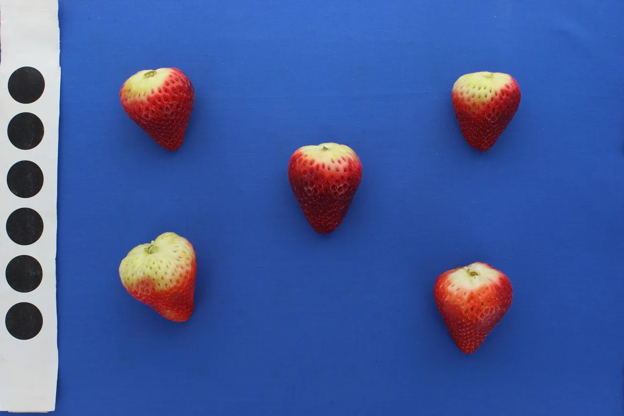 Strawberry fruit