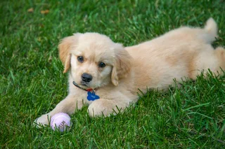 puppy