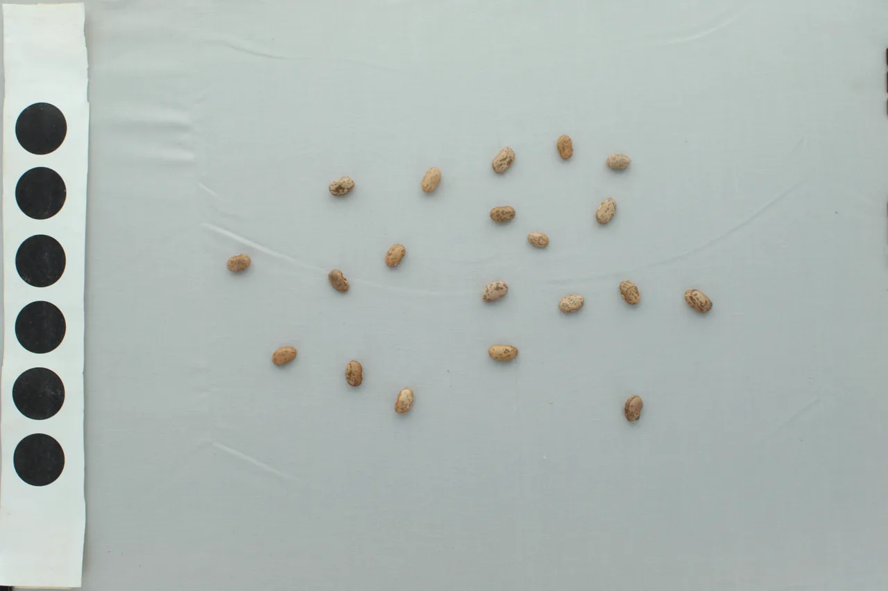 Beans - Traitly