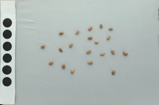 Beans - Traitly