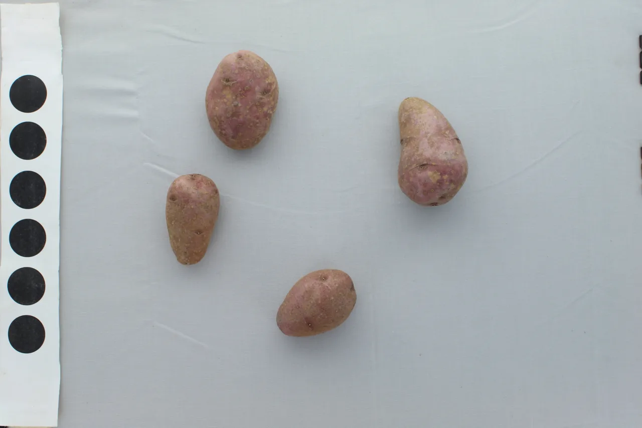 Potato