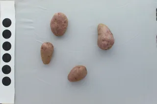 Potato
