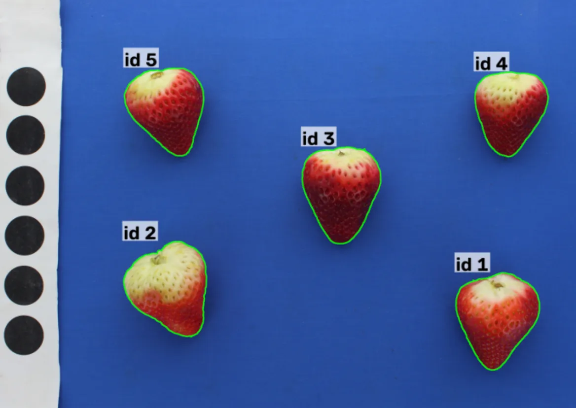 Strawberry external contours